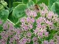 2011-0821-1350_Sedum_22,6C